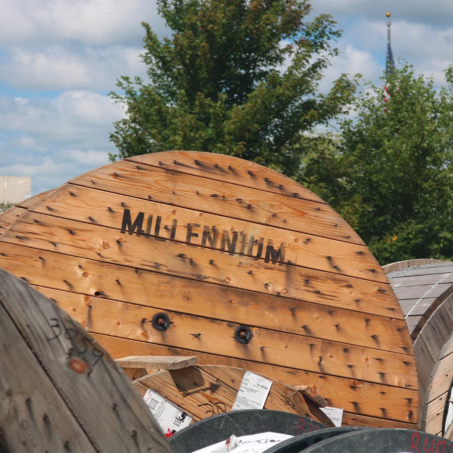 Fiddle leaf fig in a living room